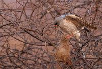 Gabar goshawk - Hwnage NP