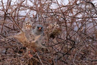 Gabar goshawk - Hwnage NP