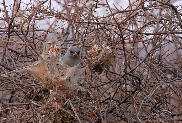 Gabar goshawk - Hwnage NP