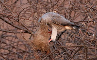 Gabar goshawk - Hwnage NP
