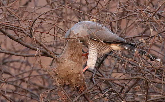Gabar goshawk - Hwnage NP