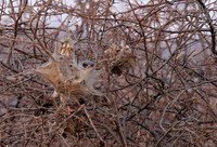 Gabar goshawk - Hwnage NP