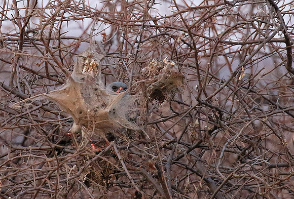 Gabar goshawk - Hwnage NP