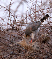 Gabar goshawk - Hwnage NP