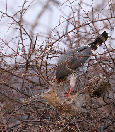 Gabar goshawk - Hwnage NP