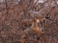 Gabar goshawk - Hwnage NP