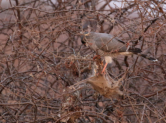 Gabar goshawk - Hwnage NP