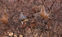Gabar goshawk - Hwnage NP