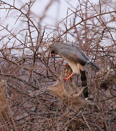 Gabar goshawk - Hwnage NP