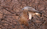 Gabar goshawk - Hwnage NP