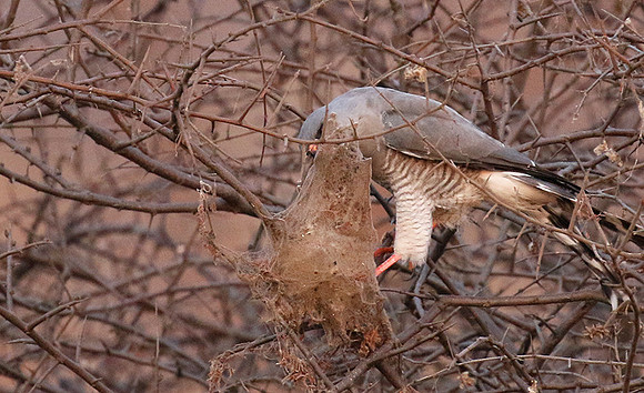 Gabar goshawk - Hwnage NP