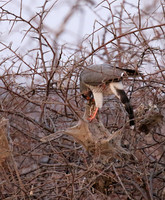 Gabar goshawk - Hwnage NP