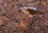 Gabar goshawk - Hwnage NP