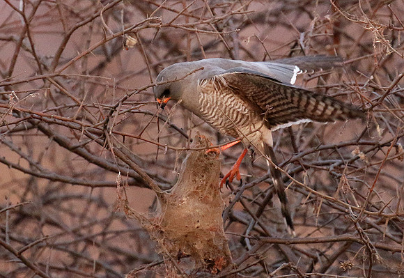 Gabar goshawk - Hwnage NP