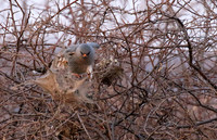 Gabar goshawk - Hwnage NP