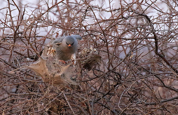 Gabar goshawk - Hwnage NP