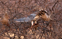 Gabar goshawk - Hwnage NP