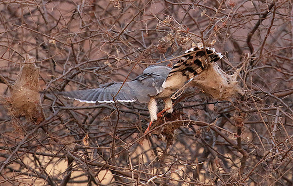 Gabar goshawk - Hwnage NP