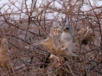 Gabar goshawk - Hwnage NP