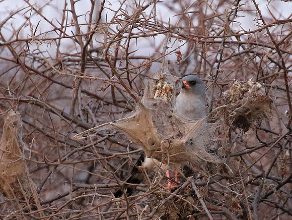 Gabar goshawk - Hwnage NP