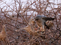 Gabar goshawk - Hwnage NP