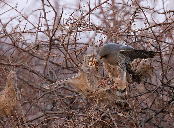 Gabar goshawk - Hwnage NP