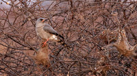 Gabar goshawk - Hwnage NP