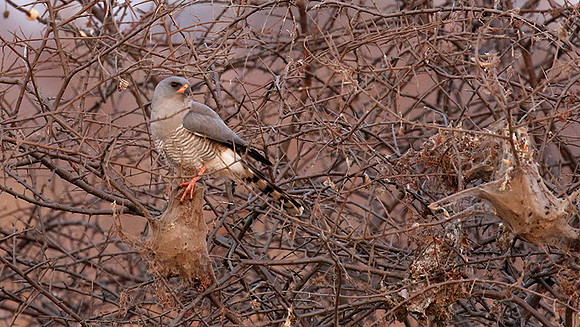 Gabar goshawk - Hwnage NP
