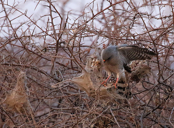 Gabar goshawk - Hwnage NP