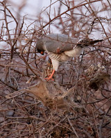 Gabar goshawk - Hwnage NP