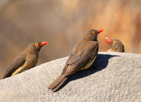 Red-billed oxpecker