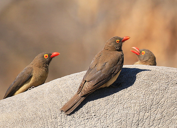 Red-billed oxpecker