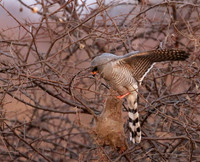 Gabar goshawk - Hwnage NP