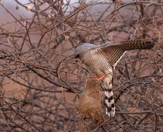 Gabar goshawk - Hwnage NP