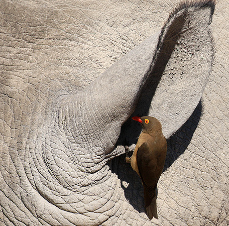 Red-billed oxpecker in a rhino ear - Timbavati