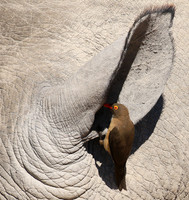 Red-billed oxpecker