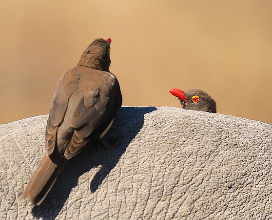 Red-billed oxpecker