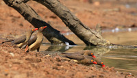 Red-billed oxpecker