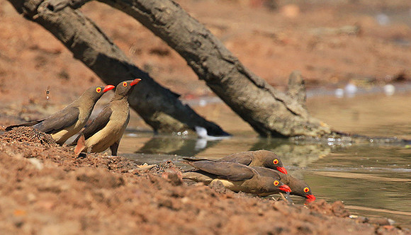 Red-billed oxpecker
