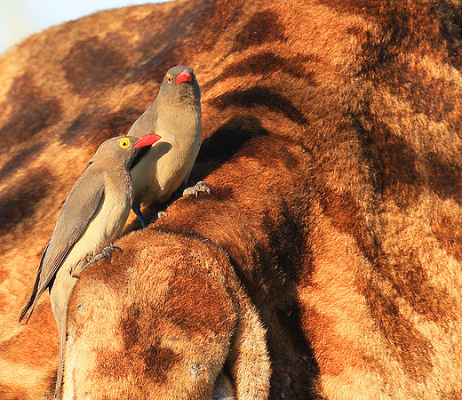 Red-billed oxpecker
