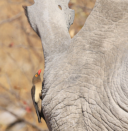 Red-billed oxpecker