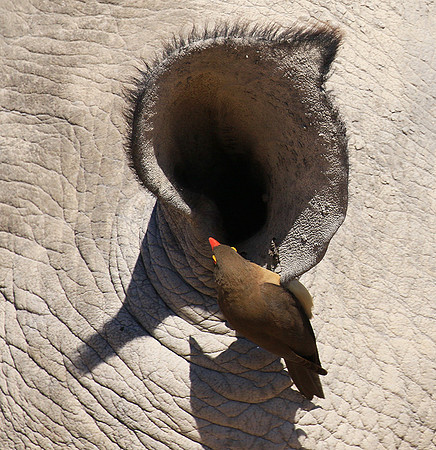 Red-billed oxpecker