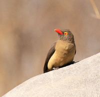 Red-billed oxpecker