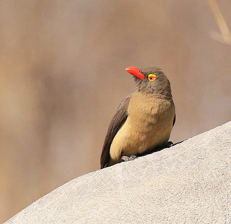 Red-billed oxpecker