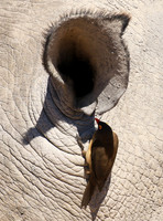 Red-billed oxpecker