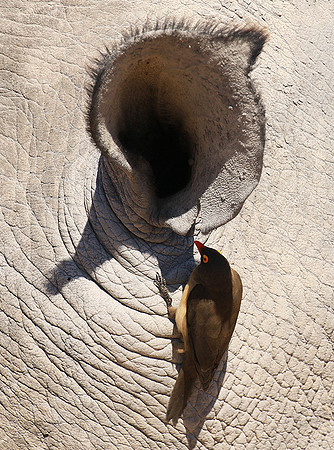 Red-billed oxpecker