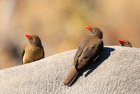 Red-billed oxpecker