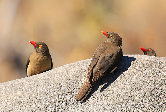Red-billed oxpecker