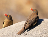 Red-billed oxpecker