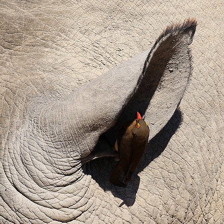 Red-billed oxpecker in a rhino ear - Timbavati